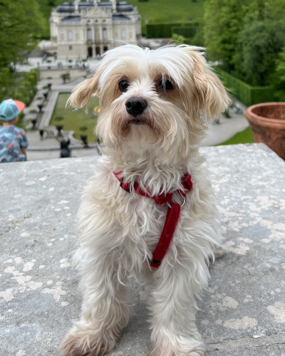 Kleiner weißer Hund mit rotem Geschirr vor einer historischen Garten- und Schlossanlage