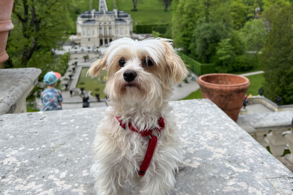 Kleiner weißer Hund mit rotem Geschirr auf einer Steinmauer vor einer historischen Gartenanlage